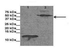 Anti-EXD antibody produced in rabbit IgG fraction of antiserum