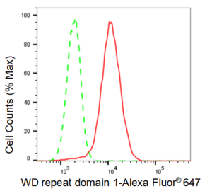 KD-Validated Anti WD repeat domain 1 Antibody, clone 23GB4720, Rabbit Monoclonal clone 23GB4720, recombinant rabbit monoclonal, expressed in HEK293 cells