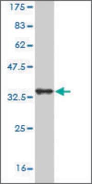 Monoclonal Anti-SORCS3 antibody produced in mouse clone 3B12, purified immunoglobulin, buffered aqueous solution