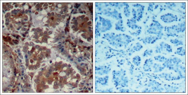 Anti-FRAP1 (Ab-2448) antibody produced in rabbit affinity isolated antibody