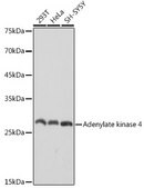 Anti-Adenylate kinase 4 Antibody, clone 9T5P1, Rabbit Monoclonal