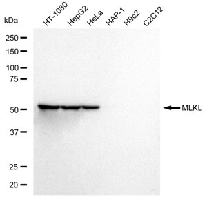 KD-Validated Anti MLKL Antibody, clone 23GB2935, Rabbit Monoclonal clone 23GB2935, recombinant rabbit monoclonal, expressed in HEK293 cells