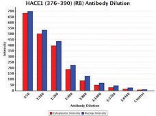 Anti-HACE1 (376-390) antibody produced in rabbit IgG fraction of antiserum, buffered aqueous solution