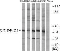 Anti-OR1D4 antibody produced in rabbit affinity isolated antibody