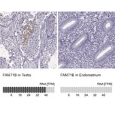 Anti-FAM71B antibody produced in rabbit Prestige Antibodies&#174; Powered by Atlas Antibodies, affinity isolated antibody, buffered aqueous glycerol solution