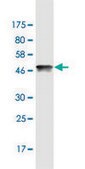 Monoclonal Anti-HMGB2 antibody produced in mouse clone 3E5, purified immunoglobulin, buffered aqueous solution