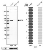 Anti-GBP6 antibody produced in rabbit Prestige Antibodies&#174; Powered by Atlas Antibodies, affinity isolated antibody, buffered aqueous glycerol solution