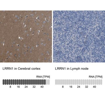 抗-LRRN1 兔抗 Prestige Antibodies&#174; Powered by Atlas Antibodies, affinity isolated antibody, buffered aqueous glycerol solution