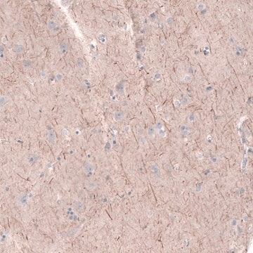 Anti-PTPRK antibody produced in rabbit Prestige Antibodies&#174; Powered by Atlas Antibodies, affinity isolated antibody, buffered aqueous glycerol solution