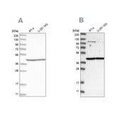 Anti-MRPL37 antibody produced in rabbit Prestige Antibodies® Powered by Atlas Antibodies, affinity isolated antibody, buffered aqueous glycerol solution