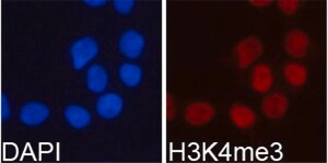Anti-TriMethyl-Histone H3-K4 antibody produced in rabbit