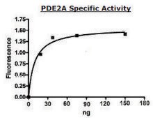 PDE2A FLAG tag active human recombinant, expressed in baculovirus infected Sf9 cells, ≥88% (SDS-PAGE)