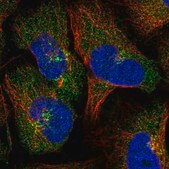 Anti-LACTB2 antibody produced in rabbit Prestige Antibodies&#174; Powered by Atlas Antibodies, affinity isolated antibody, buffered aqueous glycerol solution