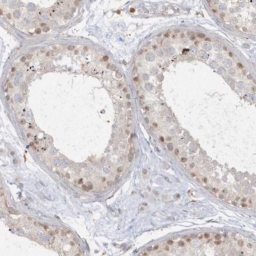 Anti-NAF1 antibody produced in rabbit Prestige Antibodies&#174; Powered by Atlas Antibodies, affinity isolated antibody, buffered aqueous glycerol solution