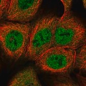 Anti-DCAF8 antibody produced in rabbit Prestige Antibodies® Powered by Atlas Antibodies, affinity isolated antibody, buffered aqueous glycerol solution