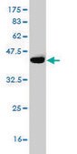 Monoclonal Anti-DCAMKL1 antibody produced in mouse clone 7D10, purified immunoglobulin, buffered aqueous solution