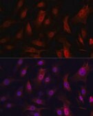 Anti- YAP1 antibody produced in rabbit