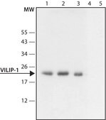 Anti-VILIP-1 (N-terminal) antibody produced in rabbit ~1.5 mg/mL, affinity isolated antibody