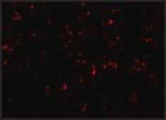 Anti-NALP1 antibody produced in rabbit affinity isolated antibody, buffered aqueous solution