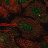 抗-CCDC13 兔抗 Prestige Antibodies&#174; Powered by Atlas Antibodies, affinity isolated antibody, buffered aqueous glycerol solution