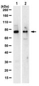 Anti-Dach1 Antibody, clone 1F6.1 clone 1F6.1, from mouse