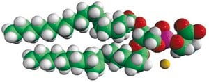 18:0-18:1 PS 1-stearoyl-2-oleoyl-sn-glycero-3-phospho-L-serine (sodium salt), powder