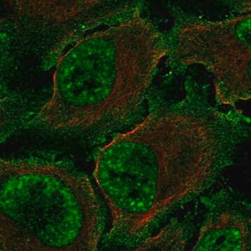 Anti-TBXA2R antibody produced in rabbit Prestige Antibodies&#174; Powered by Atlas Antibodies, affinity isolated antibody