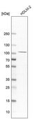 Anti-CLEC16A antibody produced in rabbit Prestige Antibodies® Powered by Atlas Antibodies, affinity isolated antibody