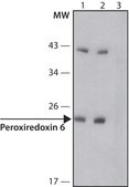 Anti-Peroxiredoxin 6 (N-terminal) antibody produced in rabbit ~1.0 mg/mL, affinity isolated antibody, buffered aqueous solution