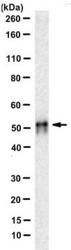 Anti-MCRS1 Antibody, clone DON193B/C9 clone DON193B/C9, from rat