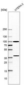Anti-XRCC5 antibody produced in rabbit Prestige Antibodies&#174; Powered by Atlas Antibodies, affinity isolated antibody, buffered aqueous glycerol solution