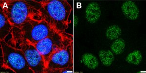Anti-HOXC10 Antibody, clone 1J6 ZooMAb® Rabbit Monoclonal recombinant, expressed in HEK 293 cells