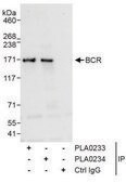 Rabbit anti-BCR Antibody, Affinity Purified Powered by Bethyl Laboratories, Inc.