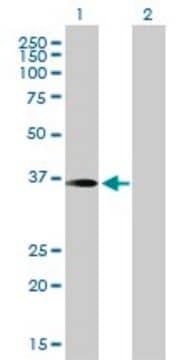 Anti-PITPNC1 antibody produced in mouse purified immunoglobulin, buffered aqueous solution