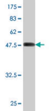 Monoclonal Anti-SH3BGR antibody produced in mouse clone 1B12, purified immunoglobulin, buffered aqueous solution