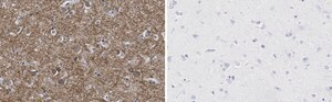 Anti-K+/Cl- Cotransporter-2 Antibody, clone 5E13 ZooMAb® Rabbit Monoclonal recombinant, expressed in HEK 293 cells