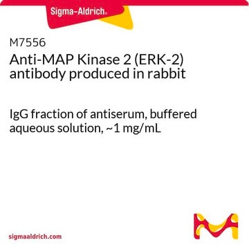 Anti-MAP Kinase 2 (ERK-2) antibody produced in rabbit IgG fraction of antiserum, buffered aqueous solution, ~1&#160;mg/mL