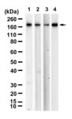 Anti-BLM Antibody, clone 1F7-L1 ZooMAb® Rabbit Monoclonal recombinant, expressed in HEK 293 cells