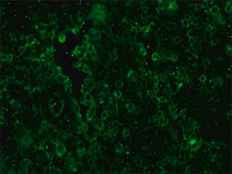 Anti-Sheep IgG (whole molecule)&#8722;FITC antibody produced in rabbit IgG fraction of antiserum, buffered aqueous solution