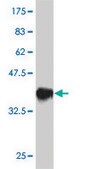 Monoclonal Anti-TFAP2C antibody produced in mouse clone 3C8, purified immunoglobulin, buffered aqueous solution
