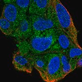 Anti-ZKSCAN7 antibody produced in rabbit Prestige Antibodies® Powered by Atlas Antibodies, affinity isolated antibody, buffered aqueous glycerol solution