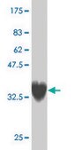 ANTI-ZNF207 antibody produced in mouse clone 8G7, purified immunoglobulin, buffered aqueous solution