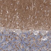 Anti-PCLO antibody produced in rabbit Prestige Antibodies&#174; Powered by Atlas Antibodies, affinity isolated antibody, buffered aqueous glycerol solution