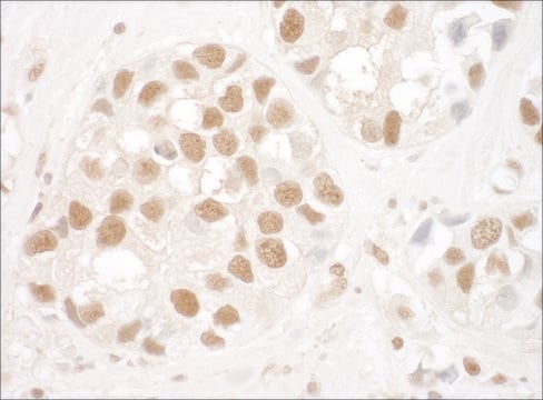 Rabbit anti-Ku80 Antibody, Affinity Purified Powered by Bethyl Laboratories, Inc.