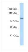 Anti-ZFR antibody produced in rabbit affinity isolated antibody