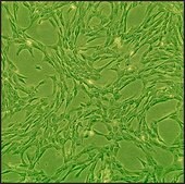 Canine Chondrocytes: CnC (Cryovial)