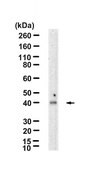 Anti-FosB Antibody, clone 3I8 ZooMAb&#174; Rabbit Monoclonal recombinant, expressed in HEK 293 cells