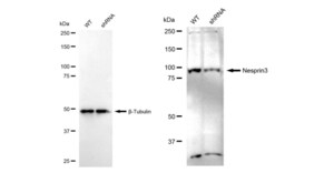 KD-Validated Anti Nesprin3 Antibody, clone 23GB4670, Rabbit Monoclonal clone 23GB4670, recombinant rabbit monoclonal, expressed in HEK293 cells