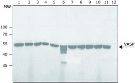 Anti-phospho-VASP [pSer239] antibody produced in rabbit ~1.0 mg/mL, affinity isolated antibody