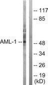Anti-AML1 antibody produced in rabbit affinity isolated antibody